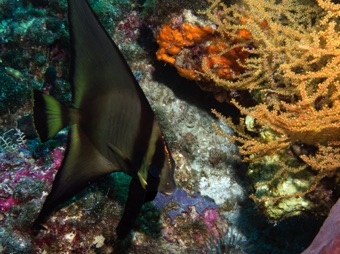 Juvenile Spadefish